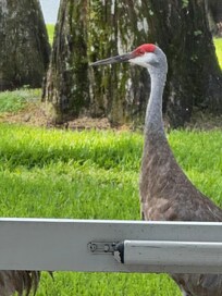 Sandhill crane