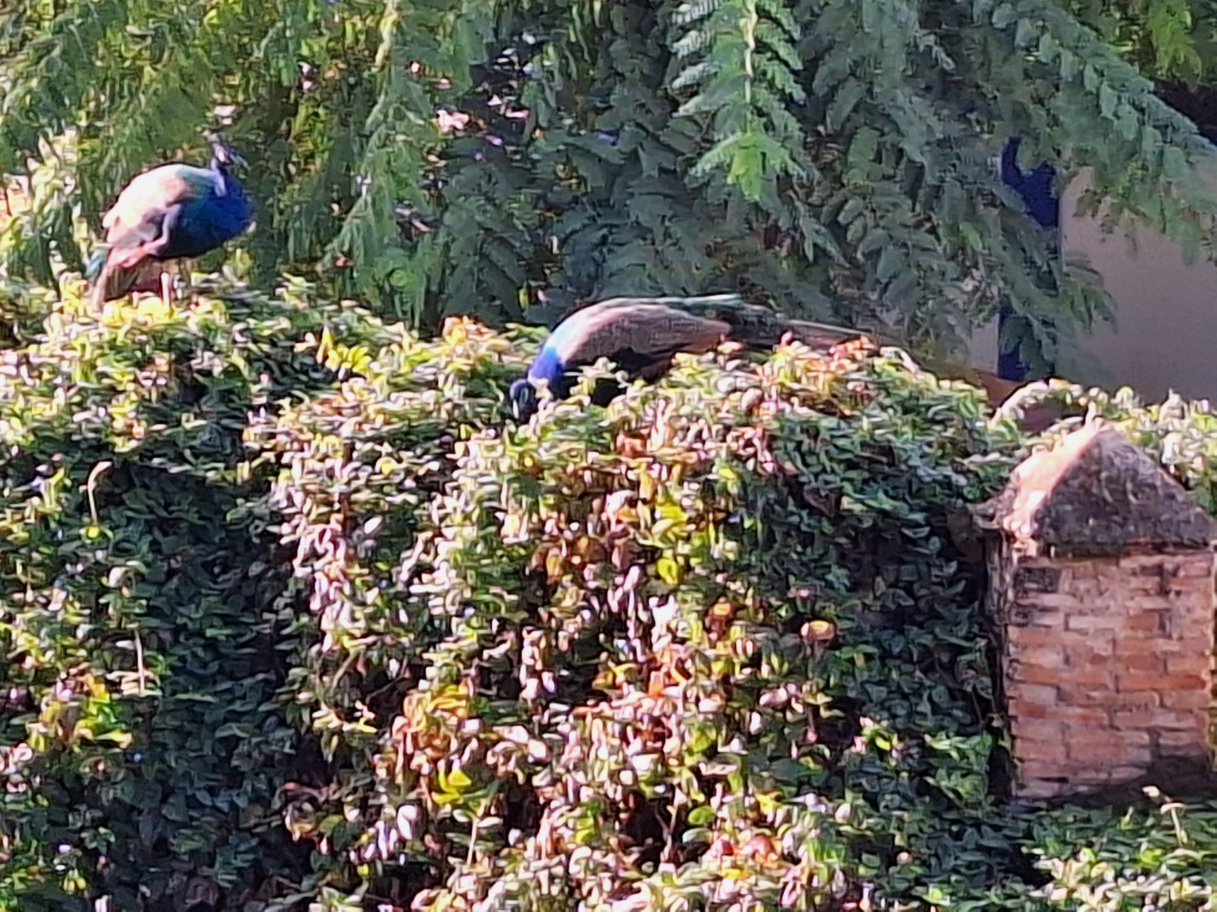 Balcony view of Royal Alcázar gardens.
