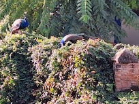 Balcony view of Royal Alcázar gardens.
