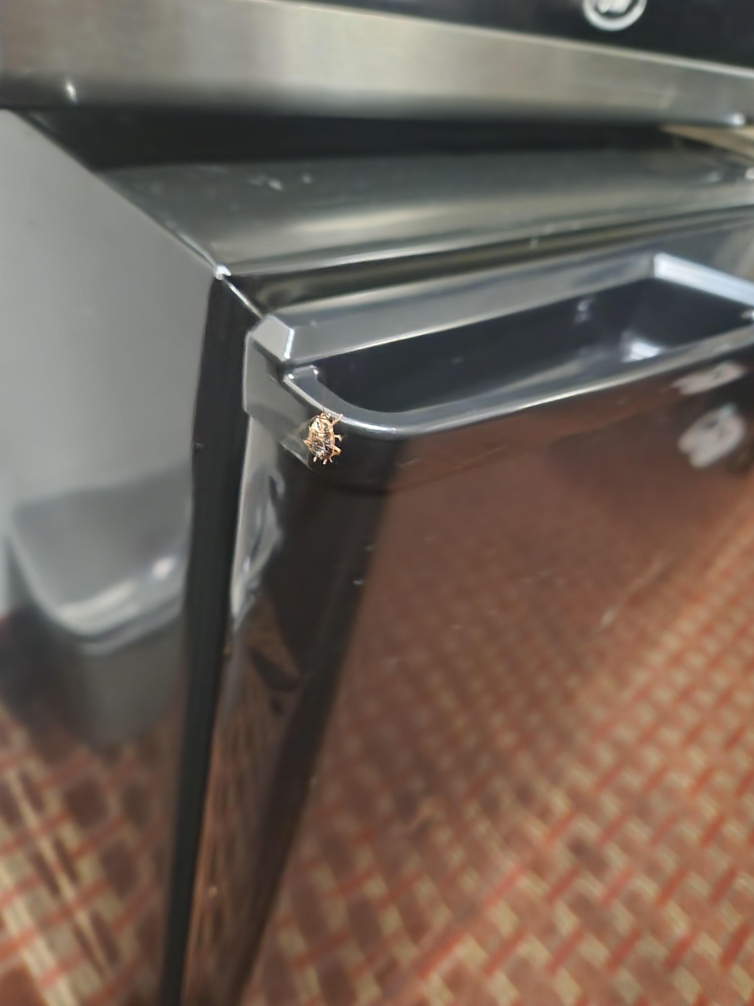 Bugs in my refrigerator Hon check in of the cleanest room they had. (I had a previous room that looked like a garage dumpster). 