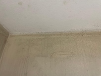 Looks like mildew