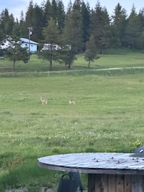 The valley in front of the cabin.