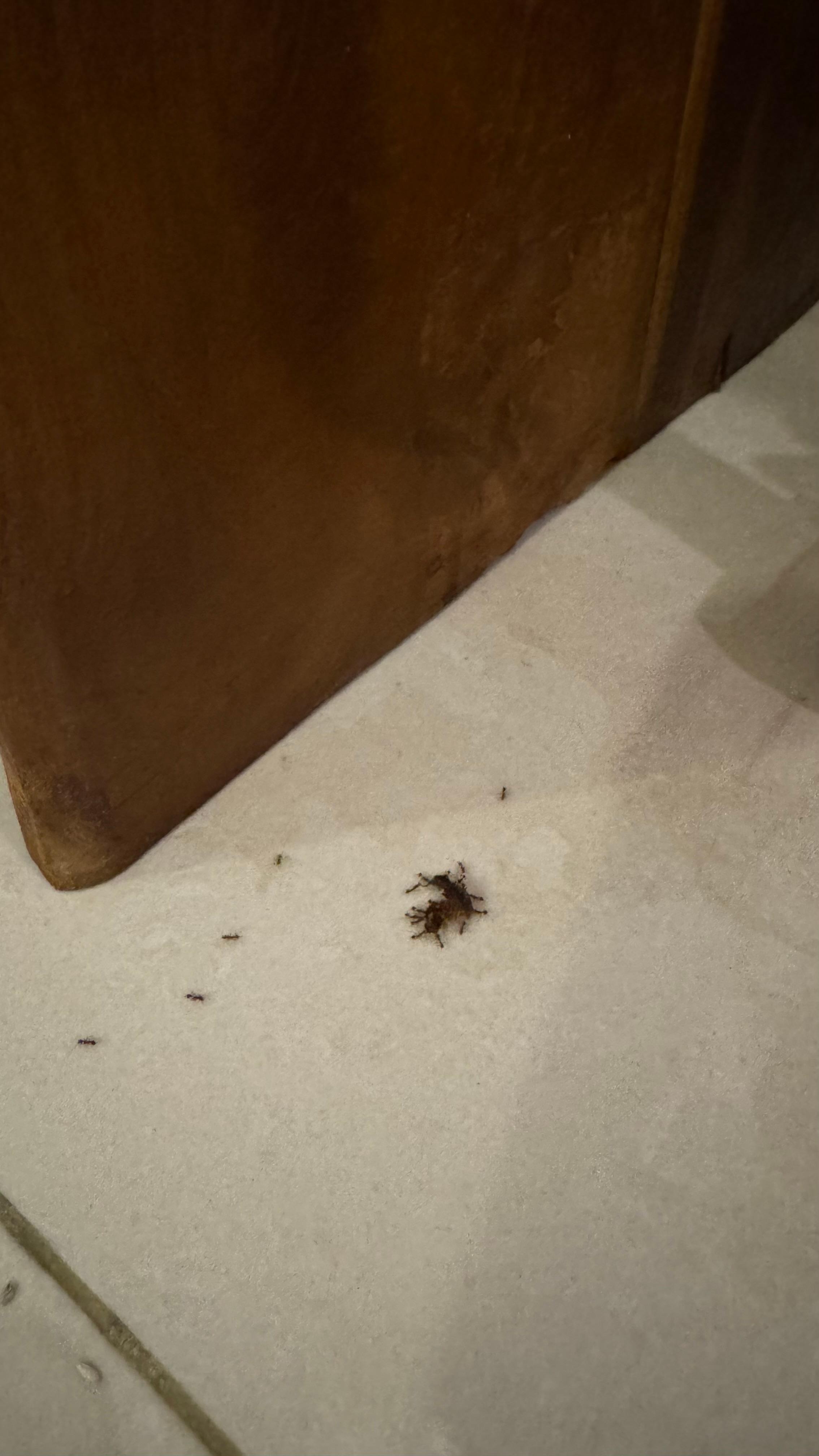 Ants moving rotten food from under the bed.