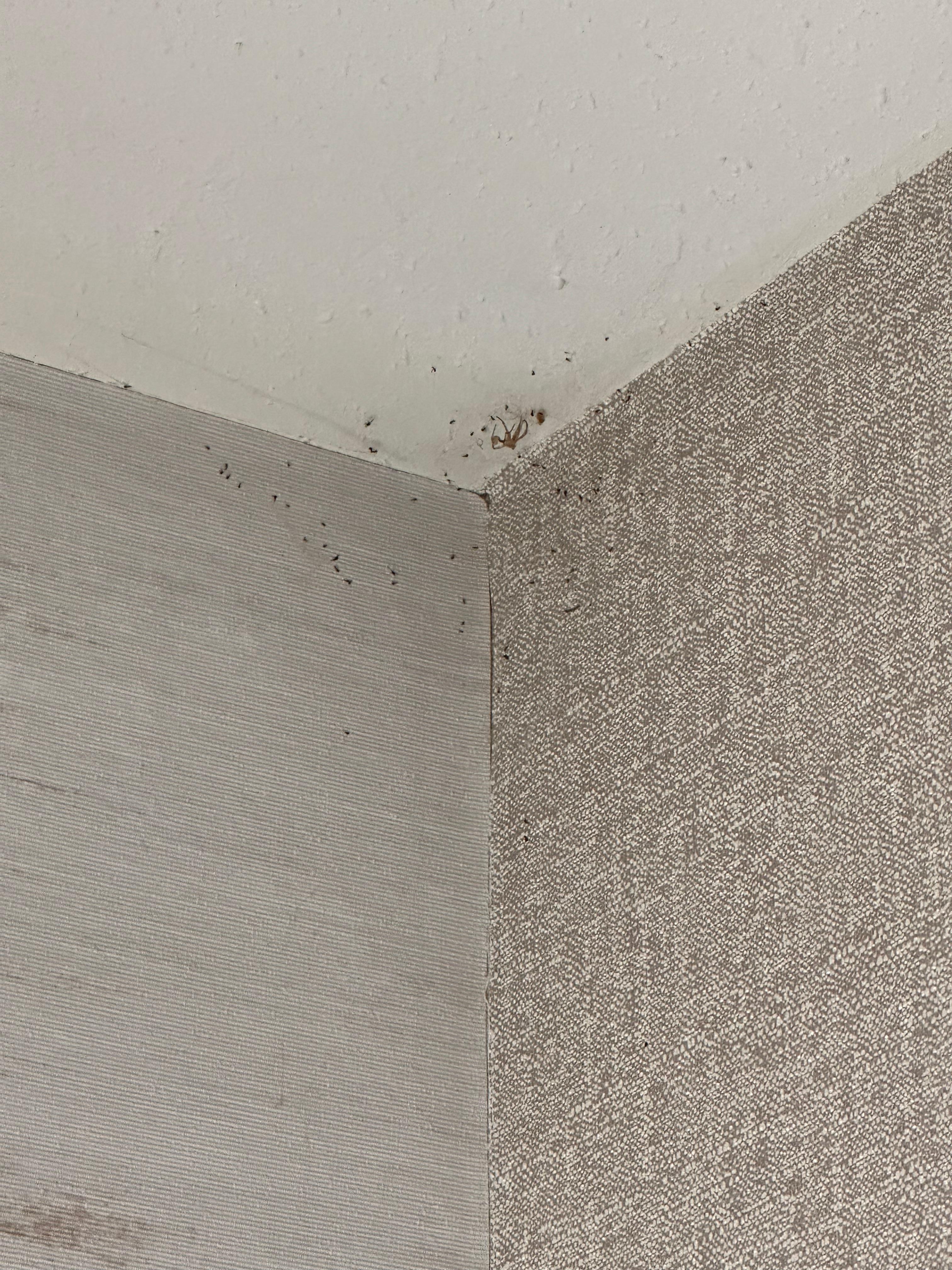 Large cobweb with dead spider and little bugs