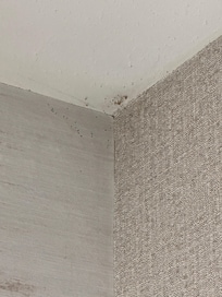 Large cobweb with dead spider and little bugs