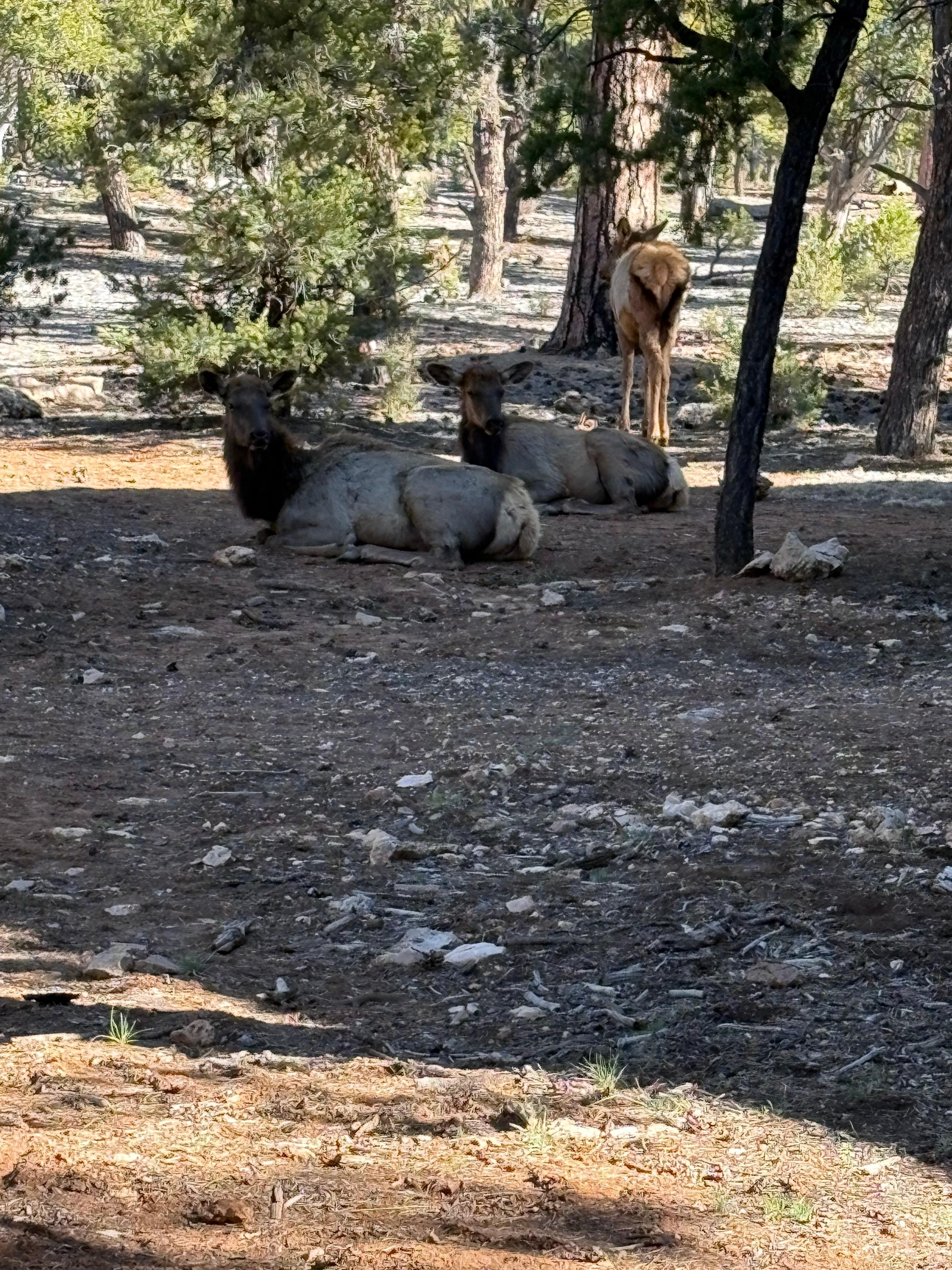 A herd of Elk relaxing outside our building 