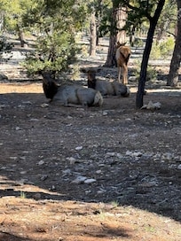 A herd of Elk relaxing outside our building