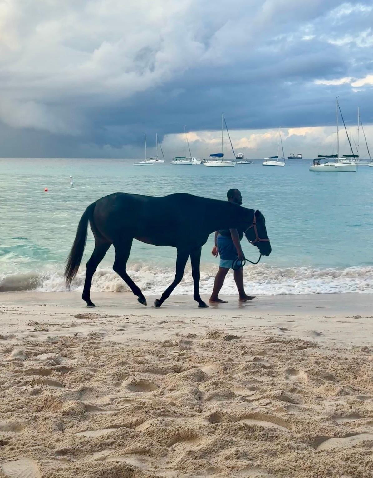 200 meter ned for å se hestene på Pebbles beach