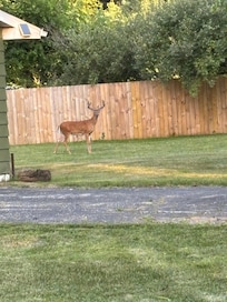 This buck came for a visit and later a doe. We were able to enjoy the outside seating one evening.