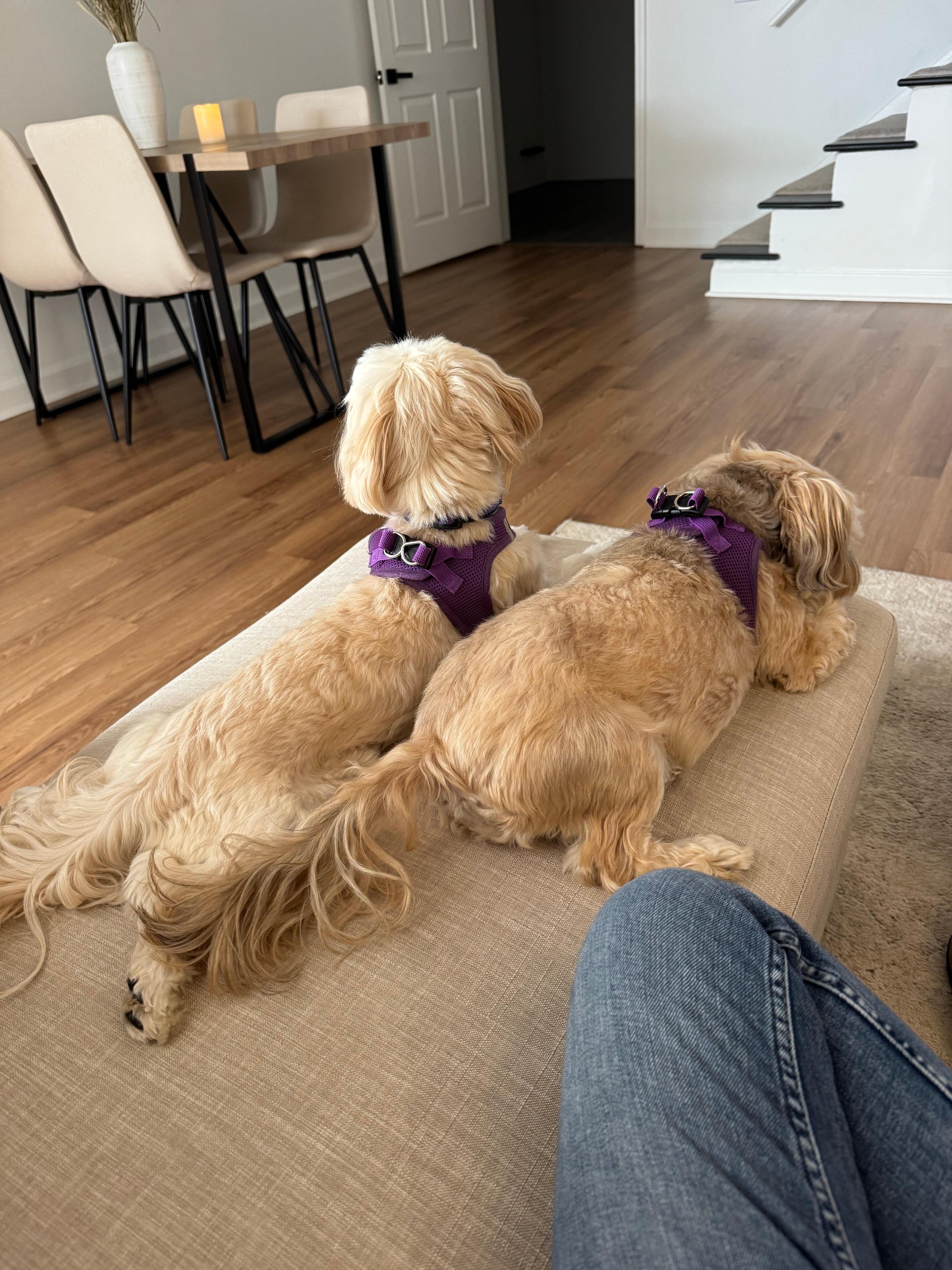 The girls watching their home team Michigan Wolverines advance to the Final Four!!!!! Go Blue!!!!