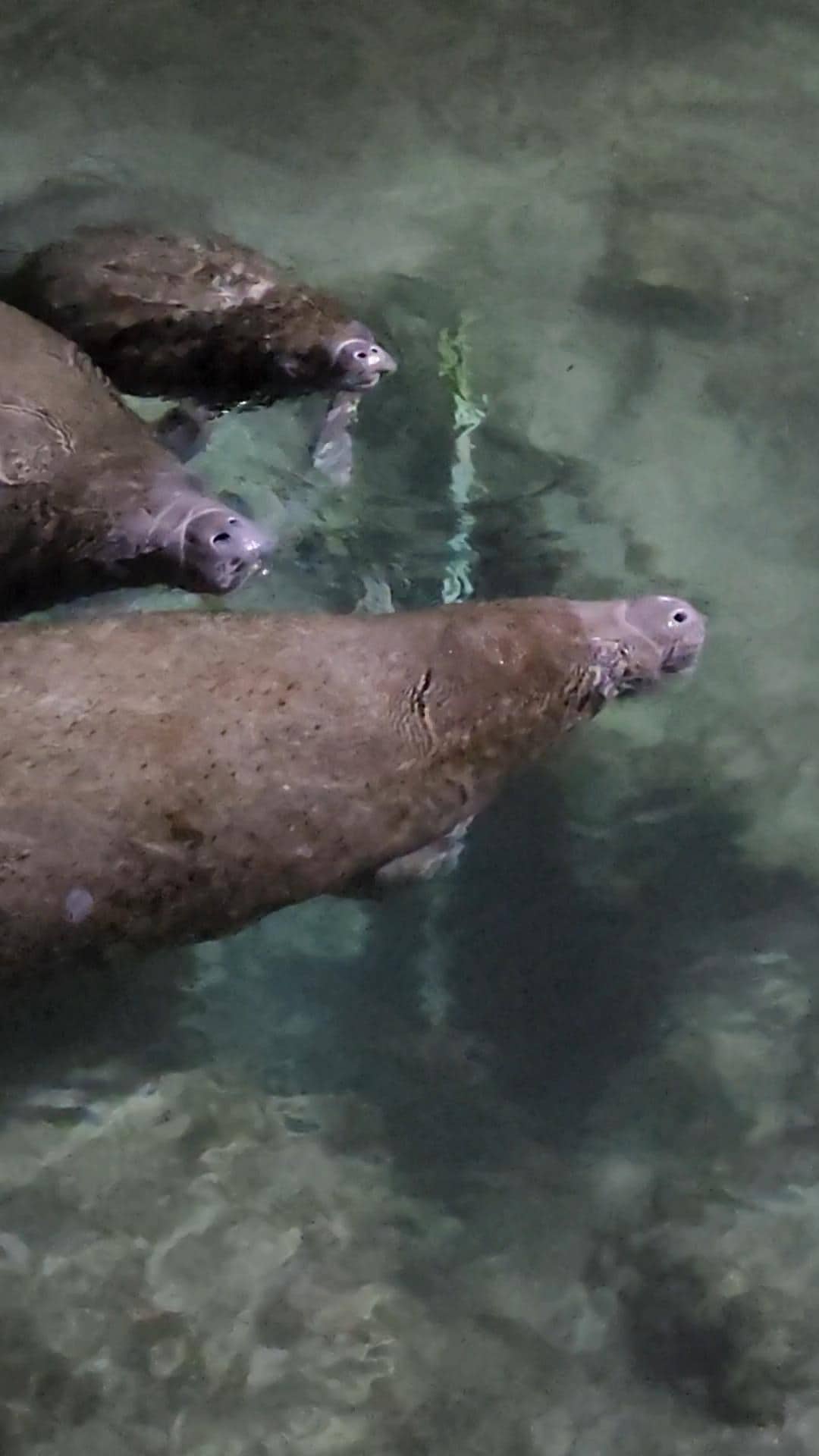 Manatees in the spring visible from the property
