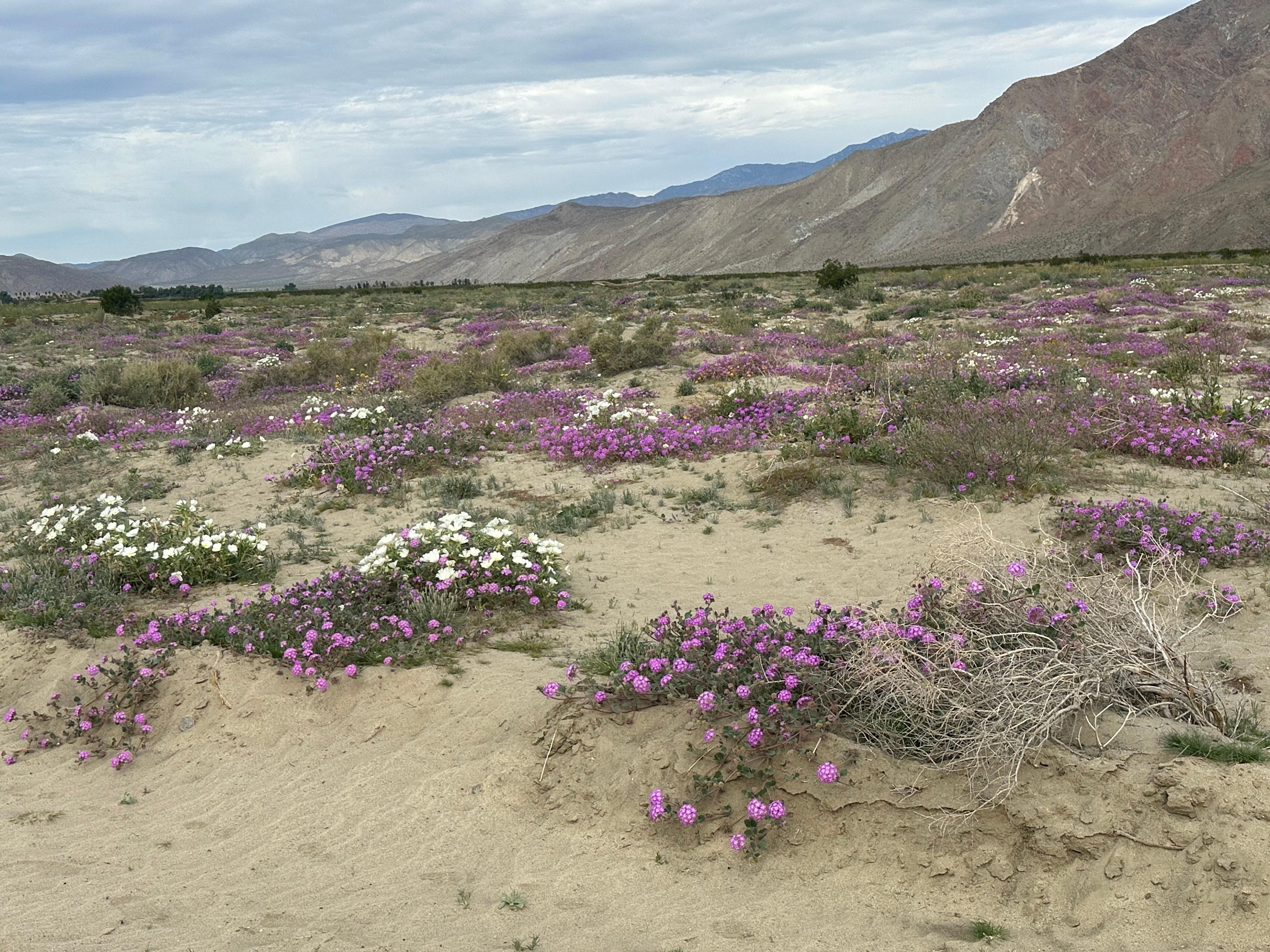 The desert bloom is starting!