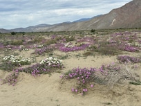 The desert bloom is starting!