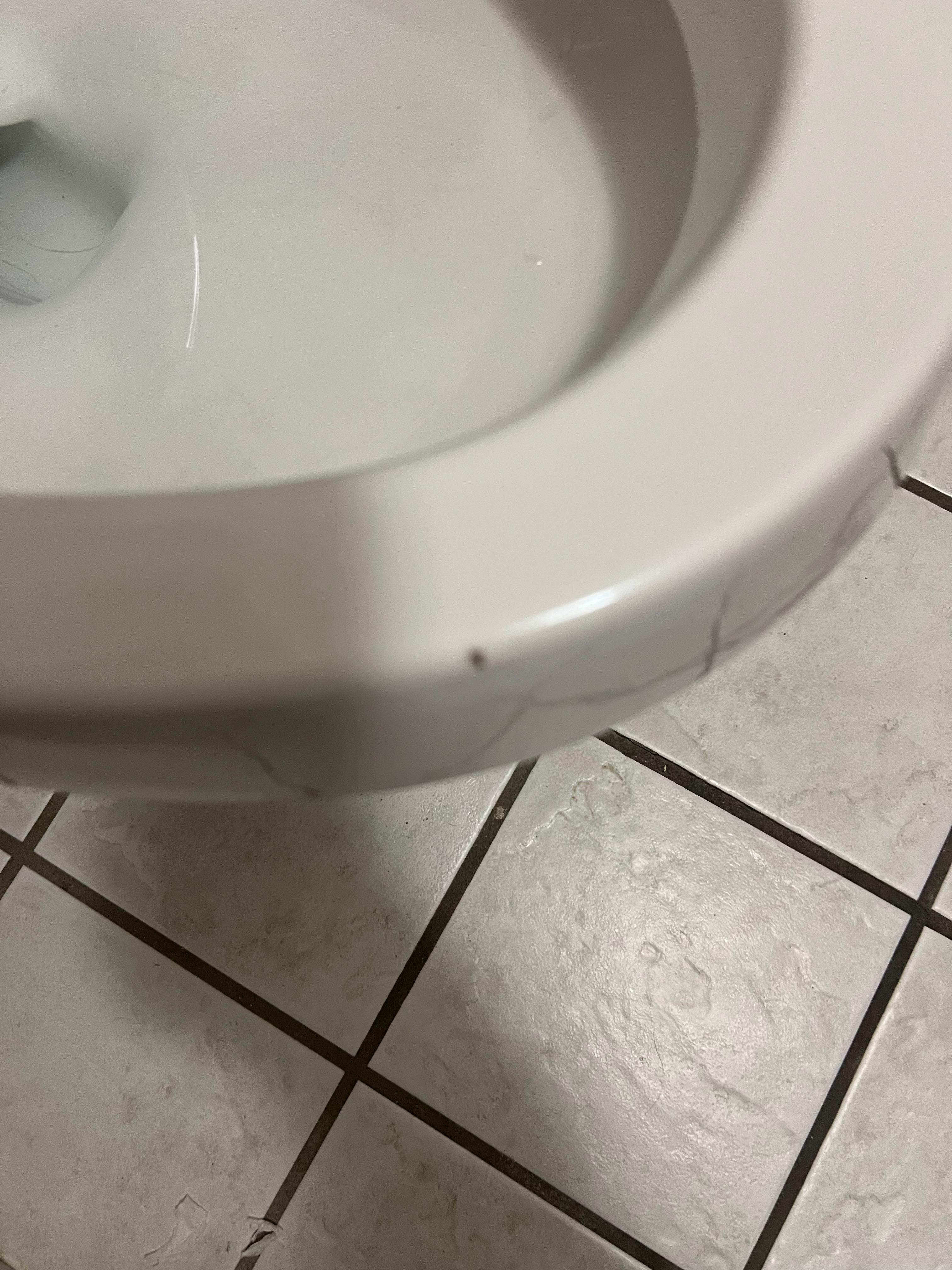 Bug on toilet 