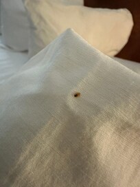 Bed bug on my pillow.