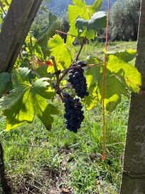 Grape vines all over. Delicious