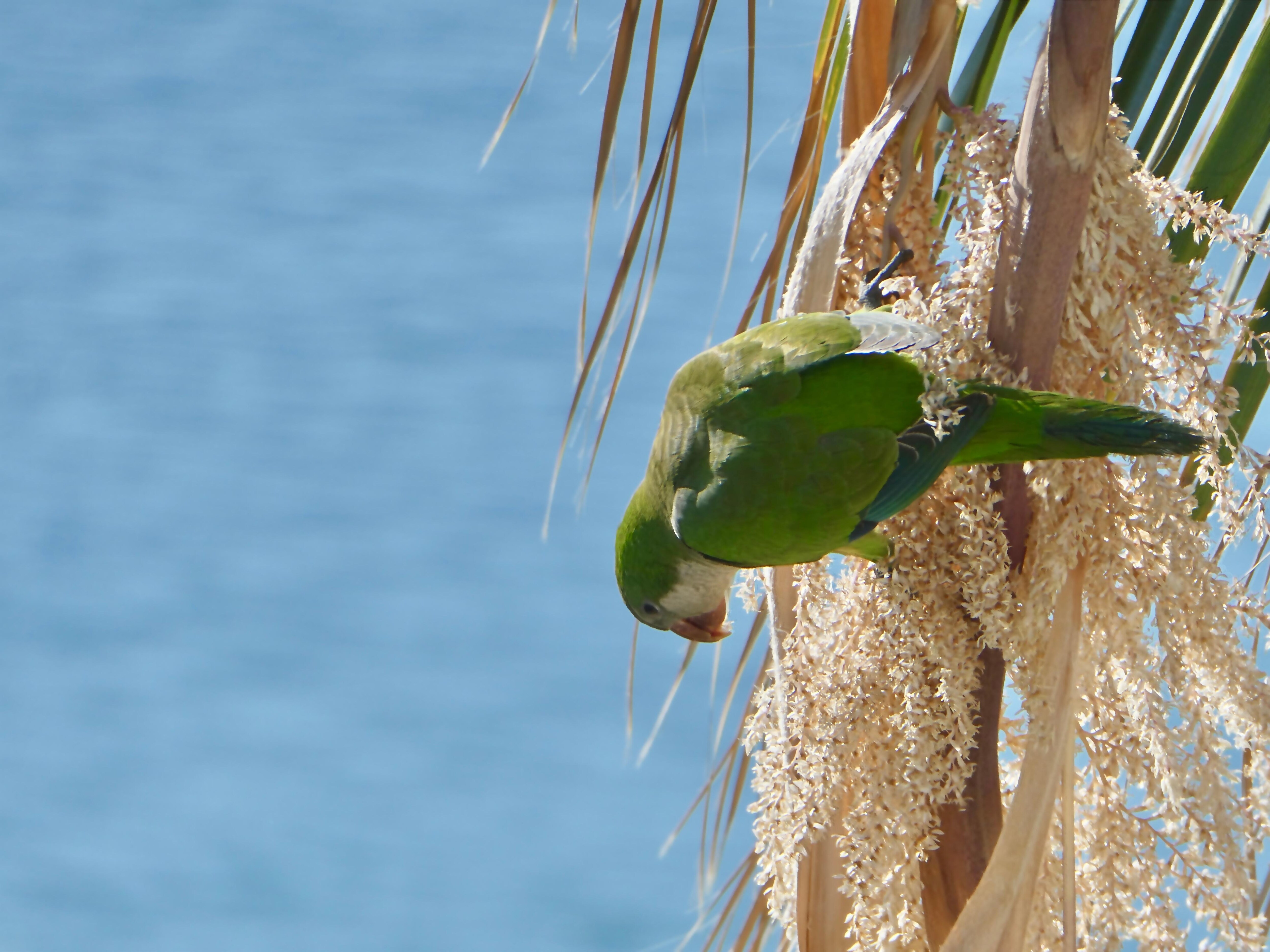 Parakeet feeding on seeds in the palm tree