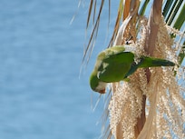 Parakeet feeding on seeds in the palm tree