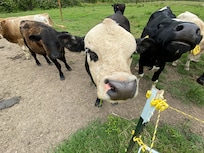 The greeting party