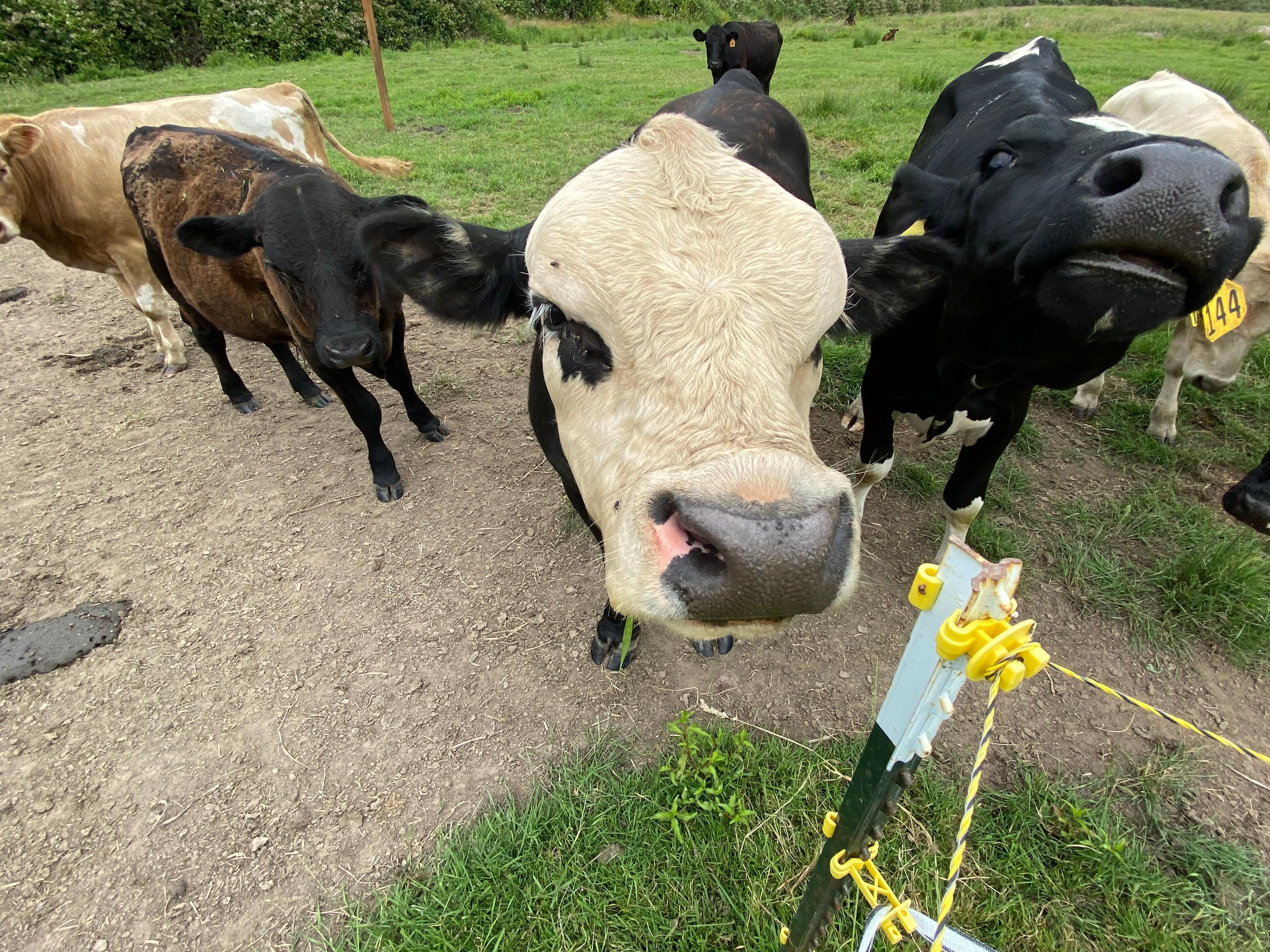 The greeting party