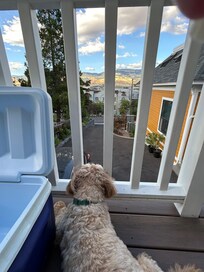 My dog enjoyed the scenery from the balcony.