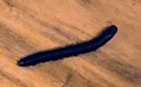 millipede on floor