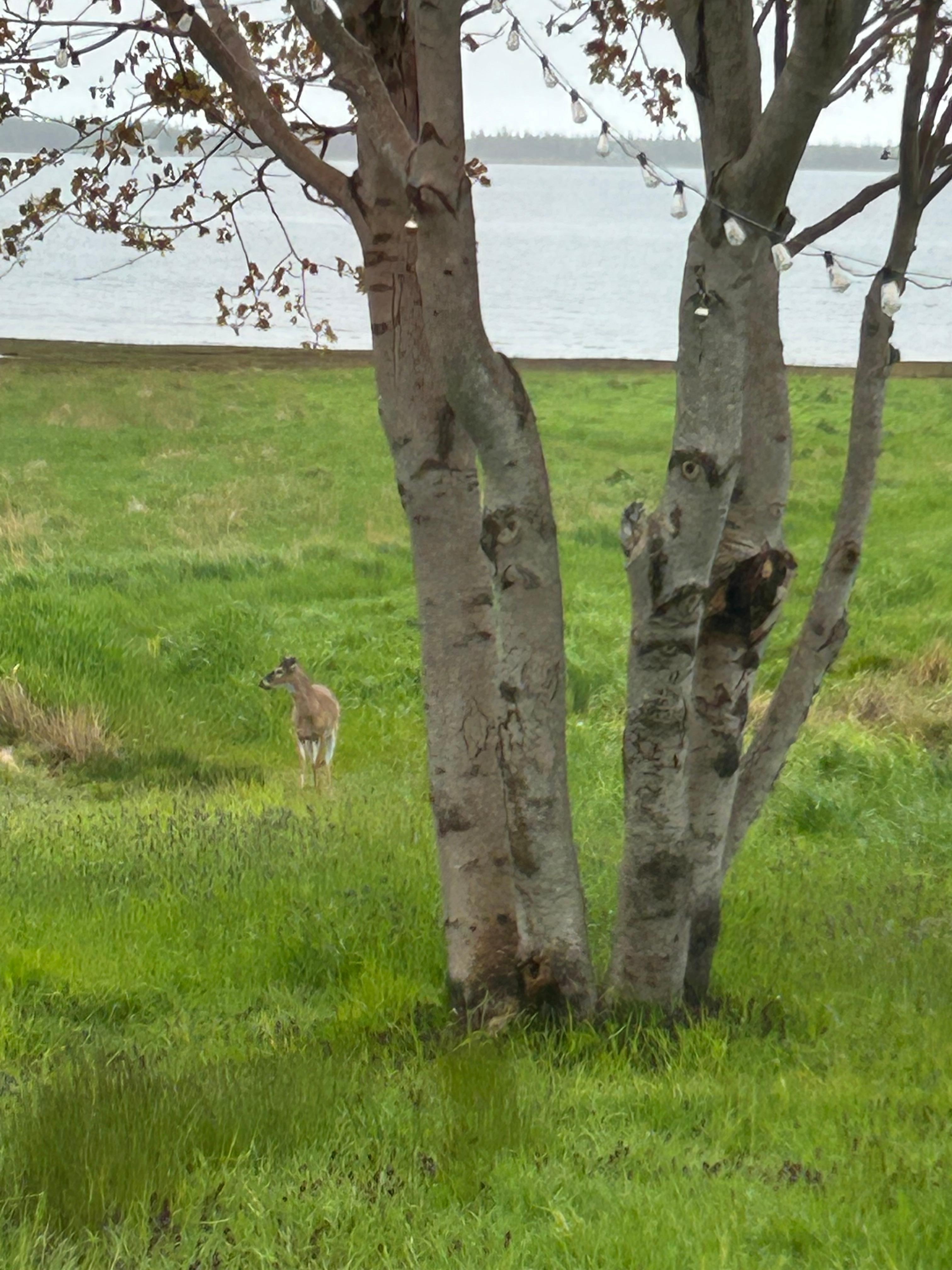 Deer stopped by for a visit