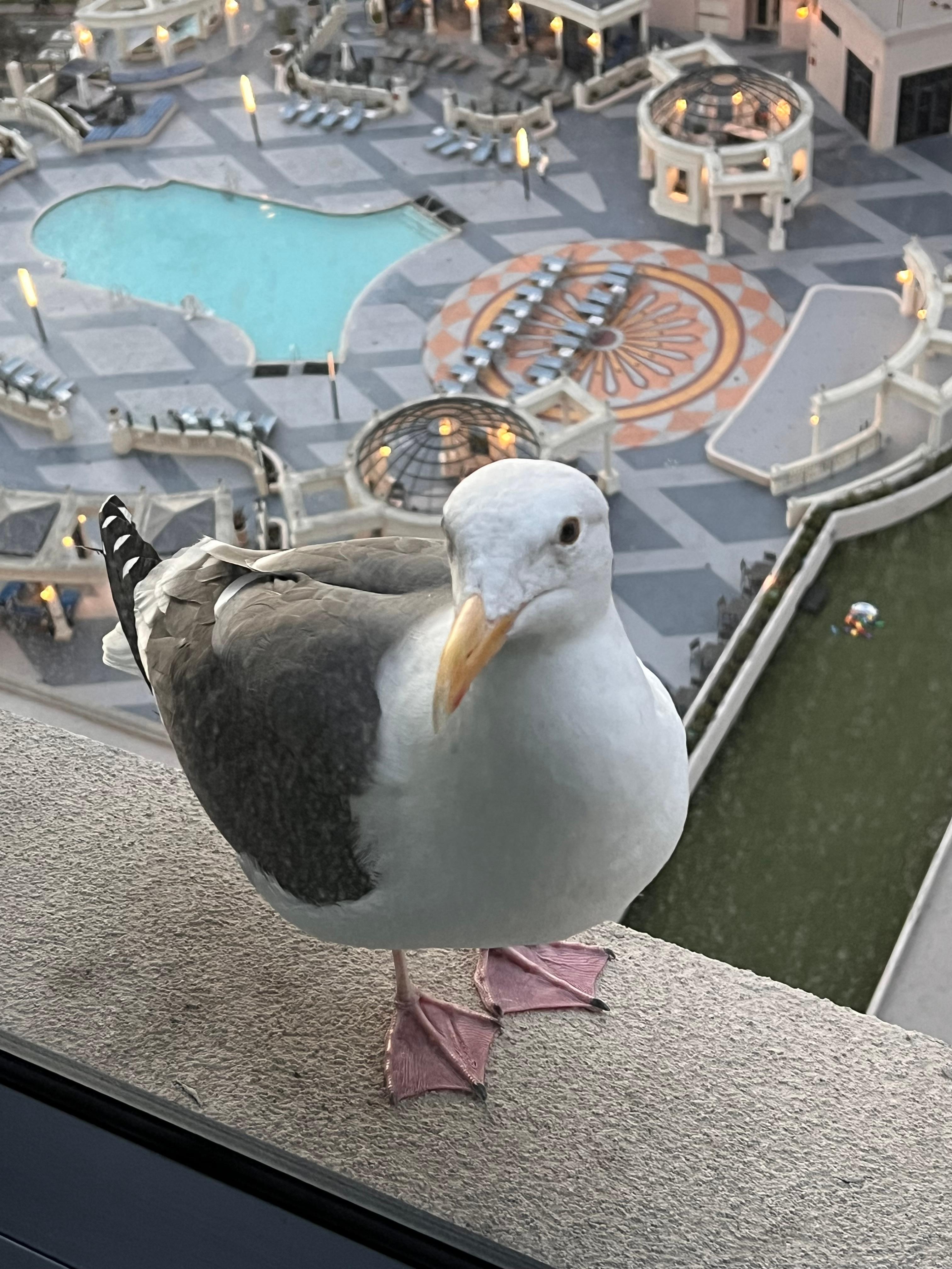 We had visitors almost everyday outside our window!