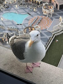 We had visitors almost everyday outside our window!