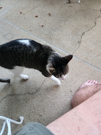Welcome cat