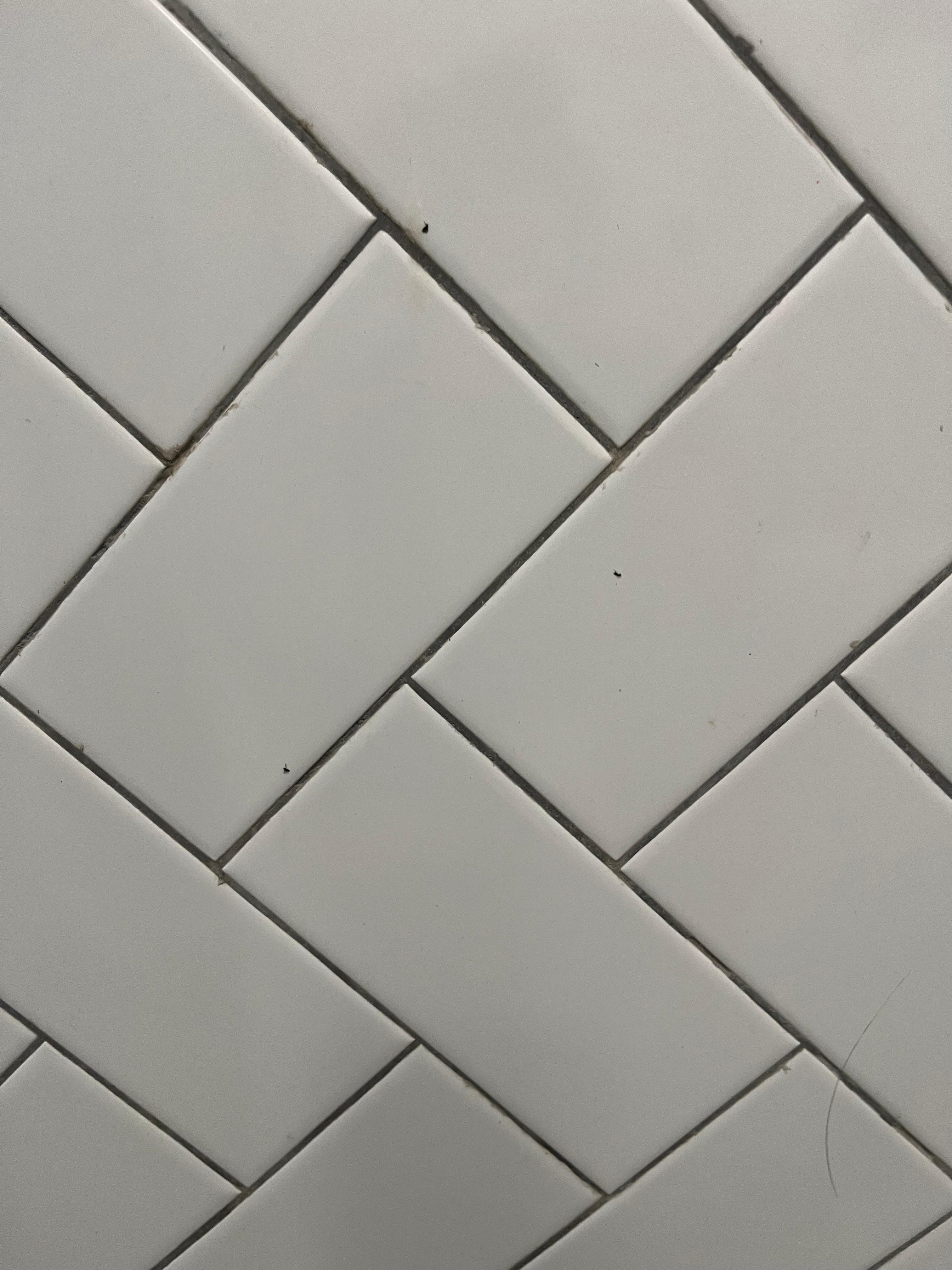 Small ants in shower