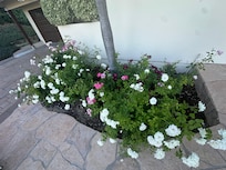 Beautiful landscaping