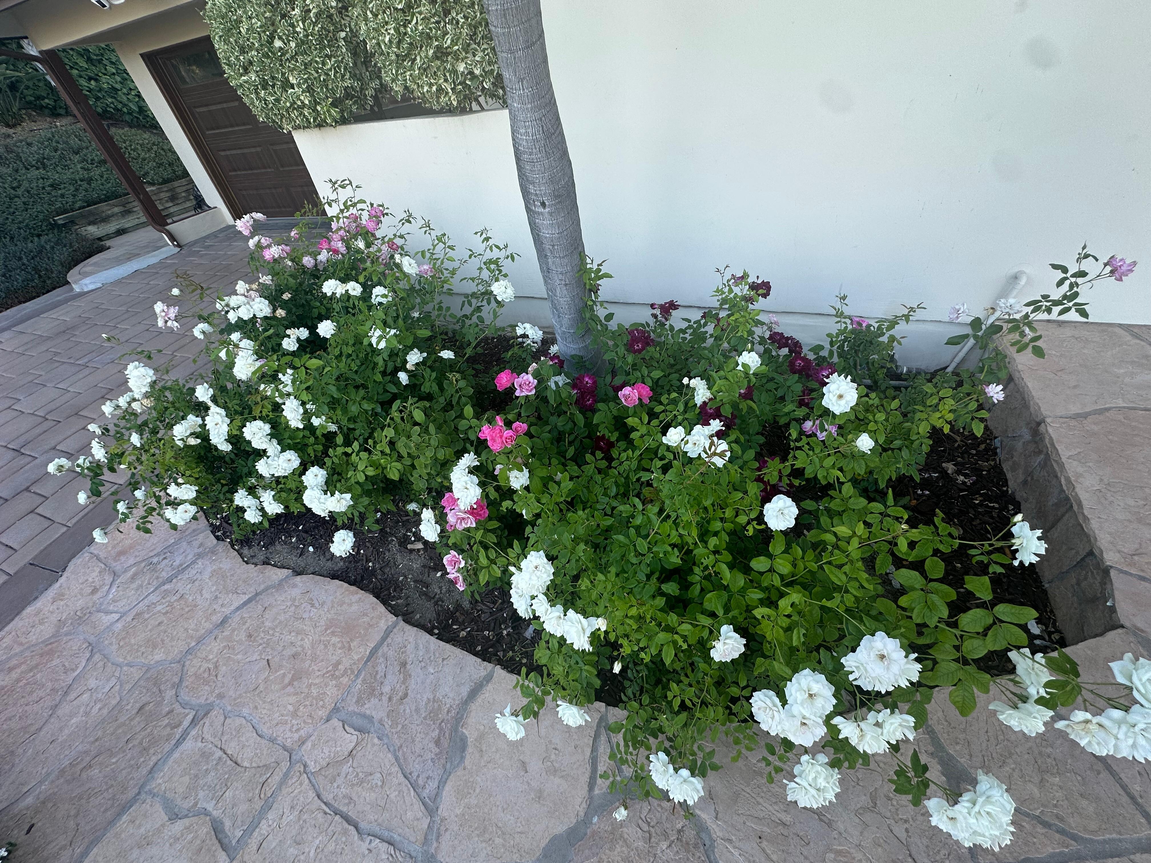 Beautiful landscaping