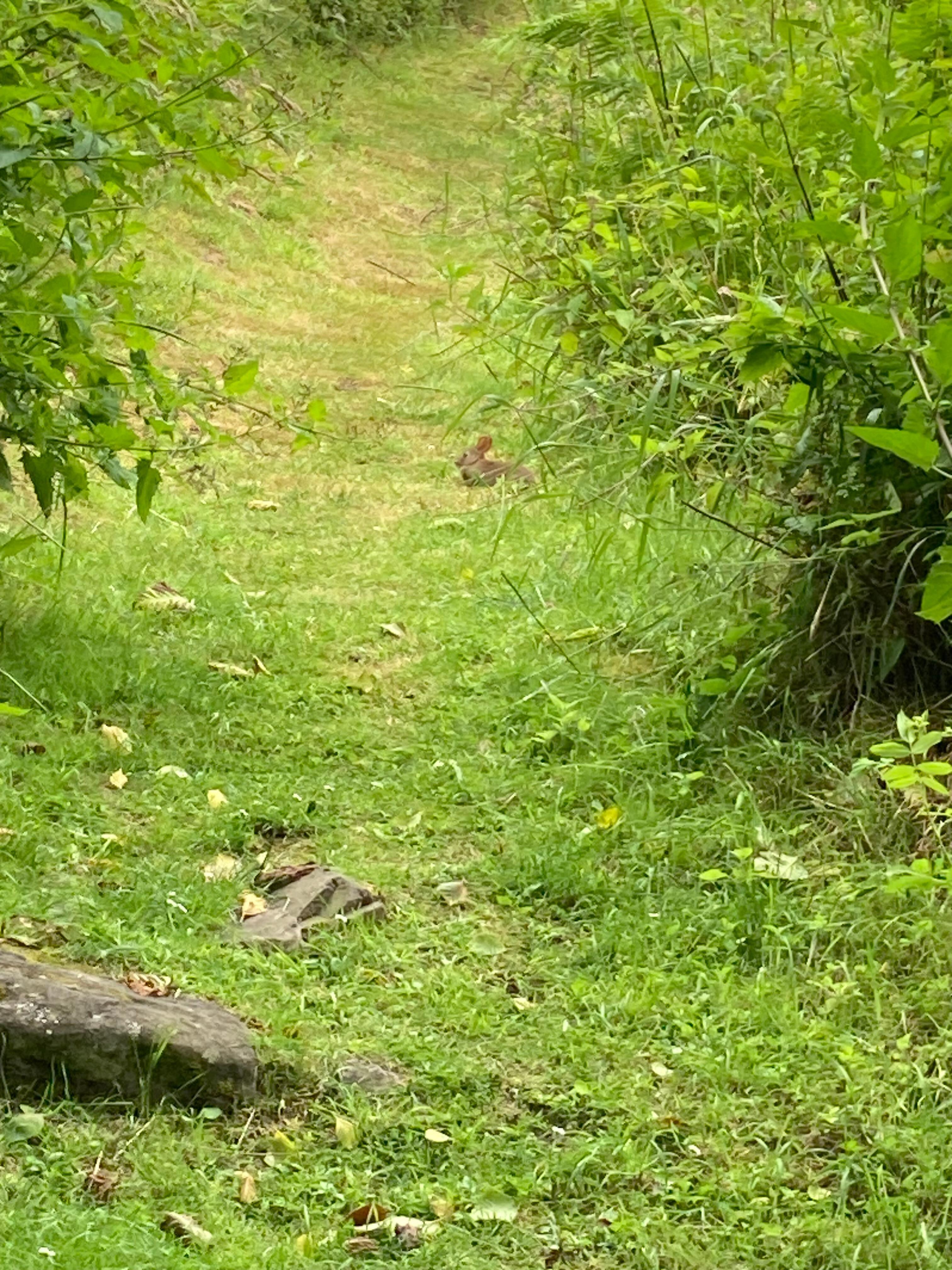 Bunnies! 