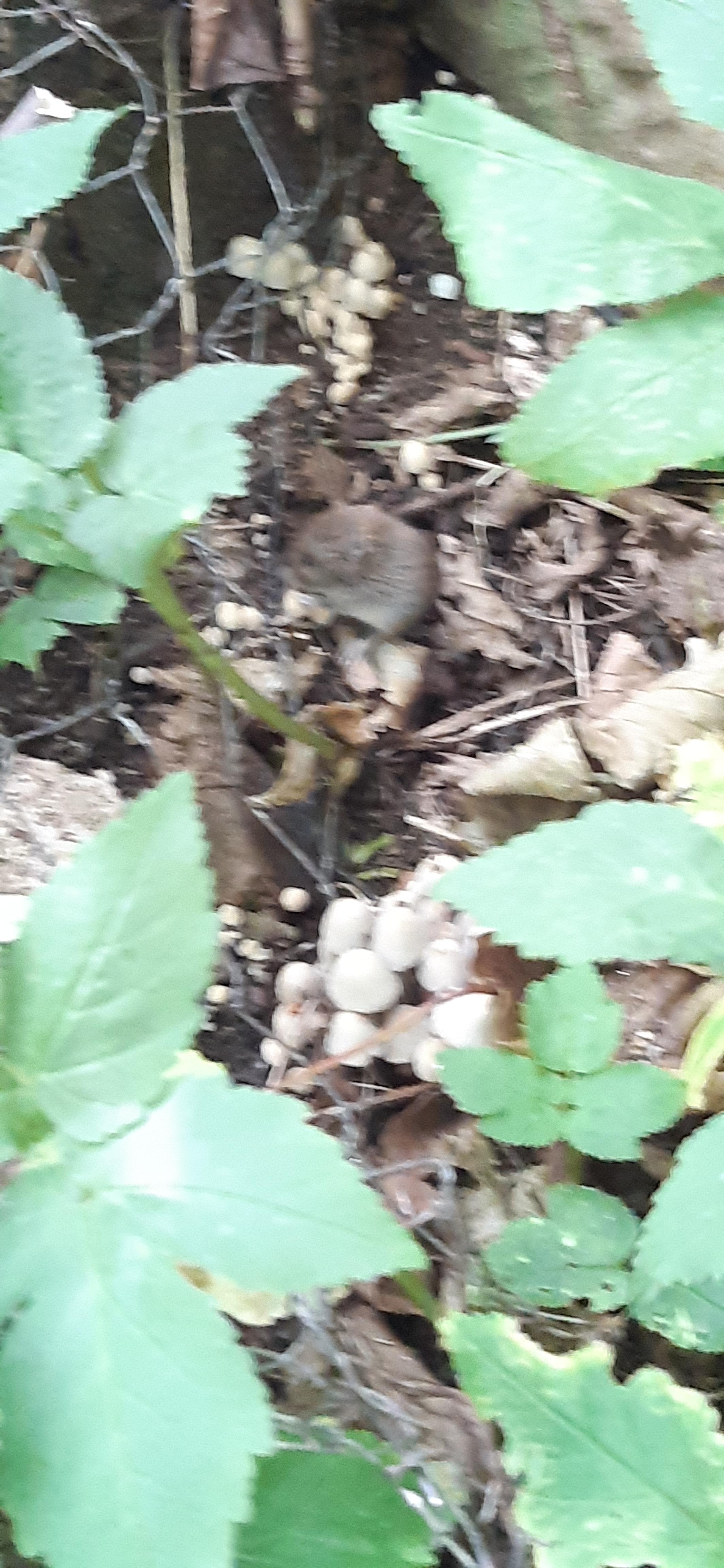 Tiny shrew scrambling around and didn't know I was watching 