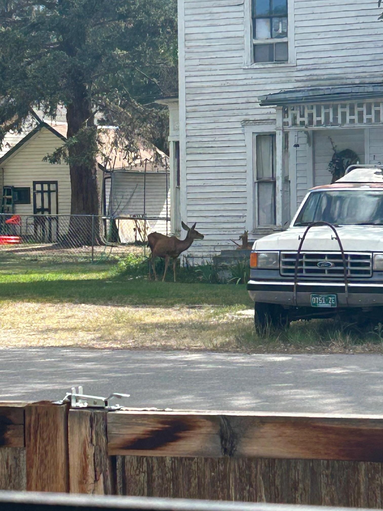 Our fun visitors in the neighborhood. 