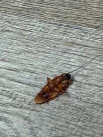 Cockroach right there at the fridge. Pictures included and handed front staff the cockroach I just had to kill in their cups and she just said 10% discount. 
Called manager and been 9 hours but no call back. 
We were on 9th floor, room 914…physically