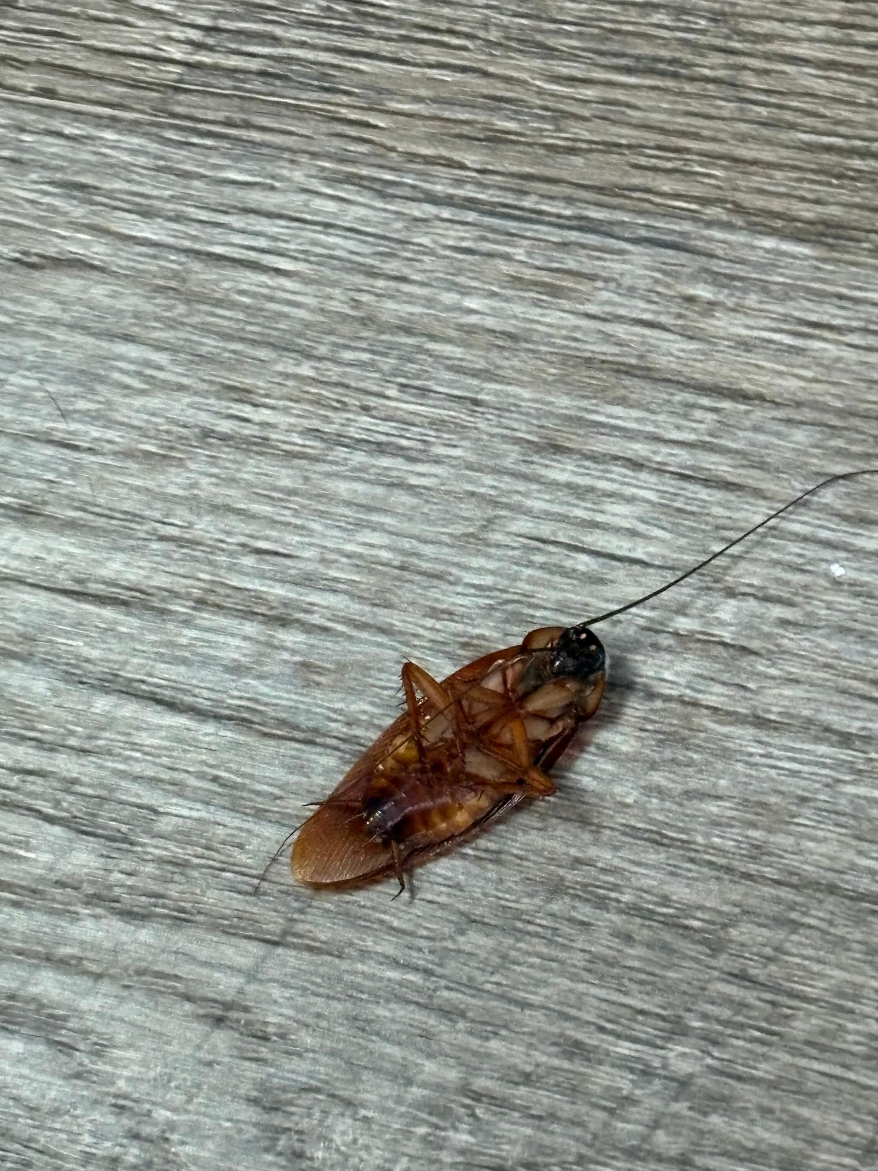 Cockroach right there at the fridge. Pictures included and handed front staff the cockroach I just had to kill in their cups and she just said 10% discount. 
Called manager and been 9 hours but no call back. 
We were on 9th floor, room 914…physically