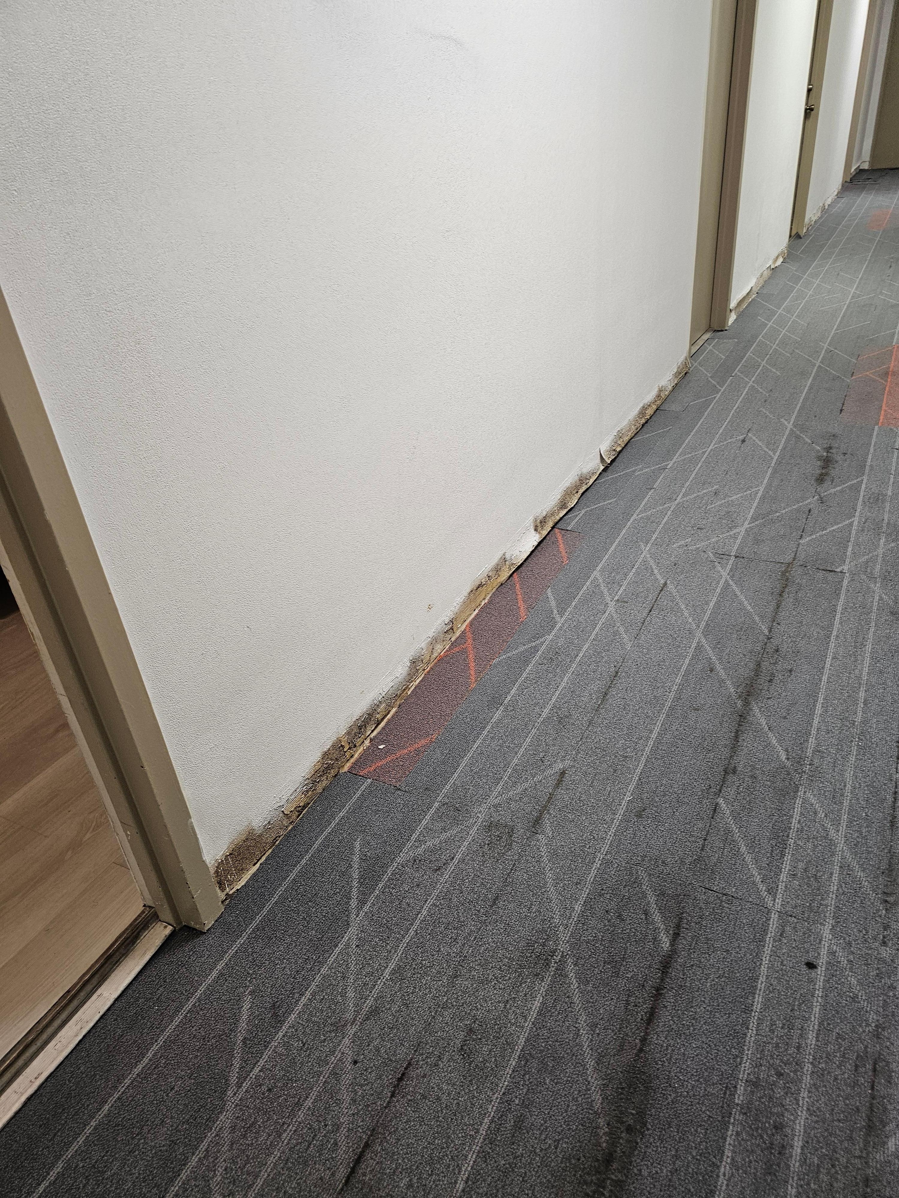 Baseboards completely torn out and bugs stuck to wall