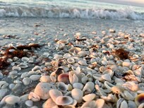 So many shells!