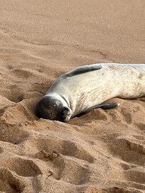 Monk seal at the beach by the condo.