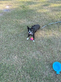 Our Boston Terrier loved the large yard.