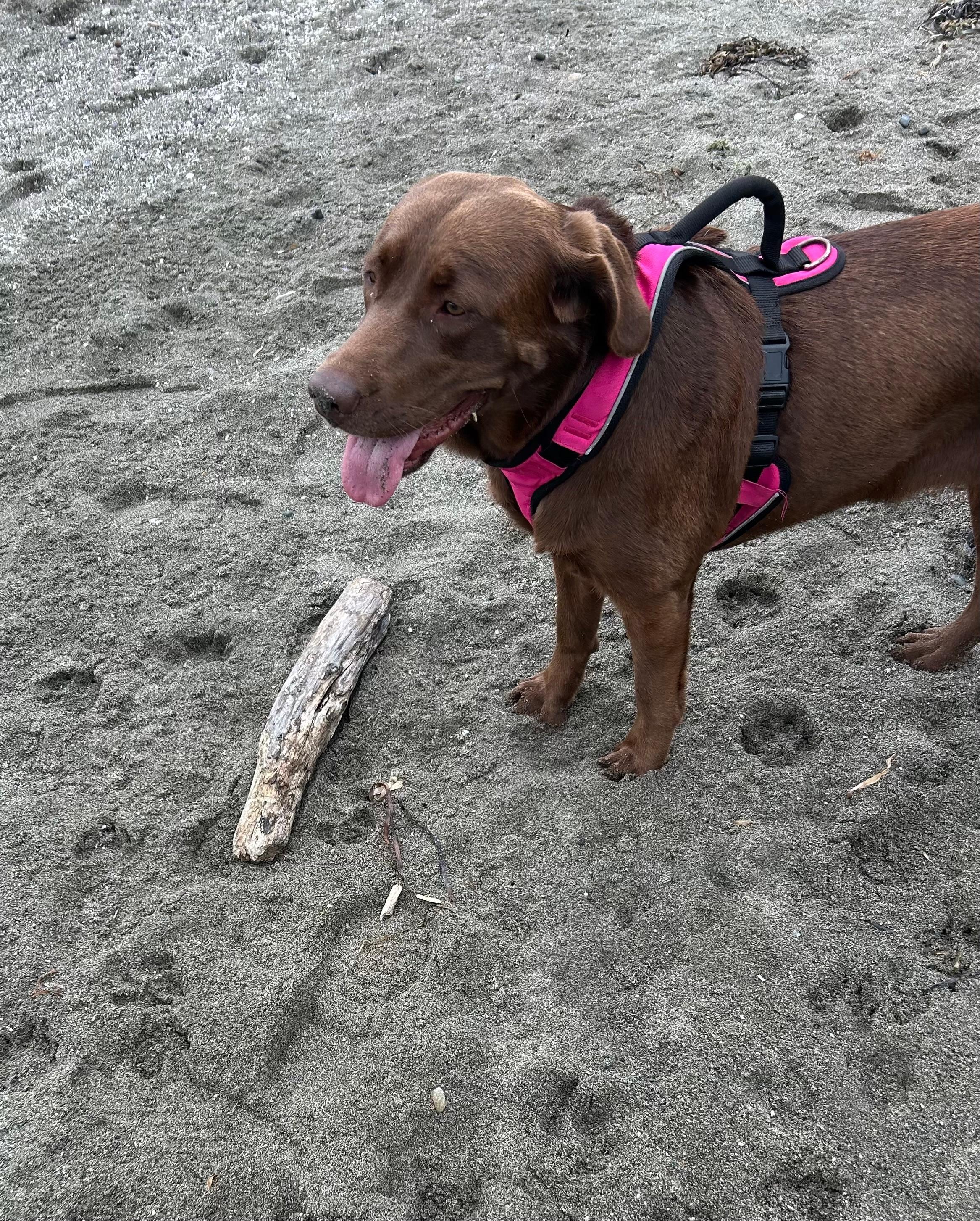 Loved the Off-Leash beach!