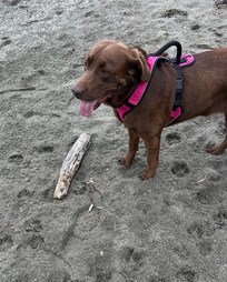 Loved the Off-Leash beach!