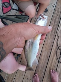Sand trout off the private dock