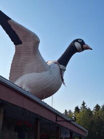 Visit the Wawa Goose Bar and Grill - had great food there. Plus Wawa is famous for their massive goose and their fishing.