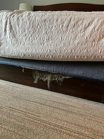 something all tore up under the bed.