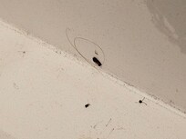 Bugs and Hair (2 of 2)