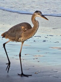 Wildlife at the beach!