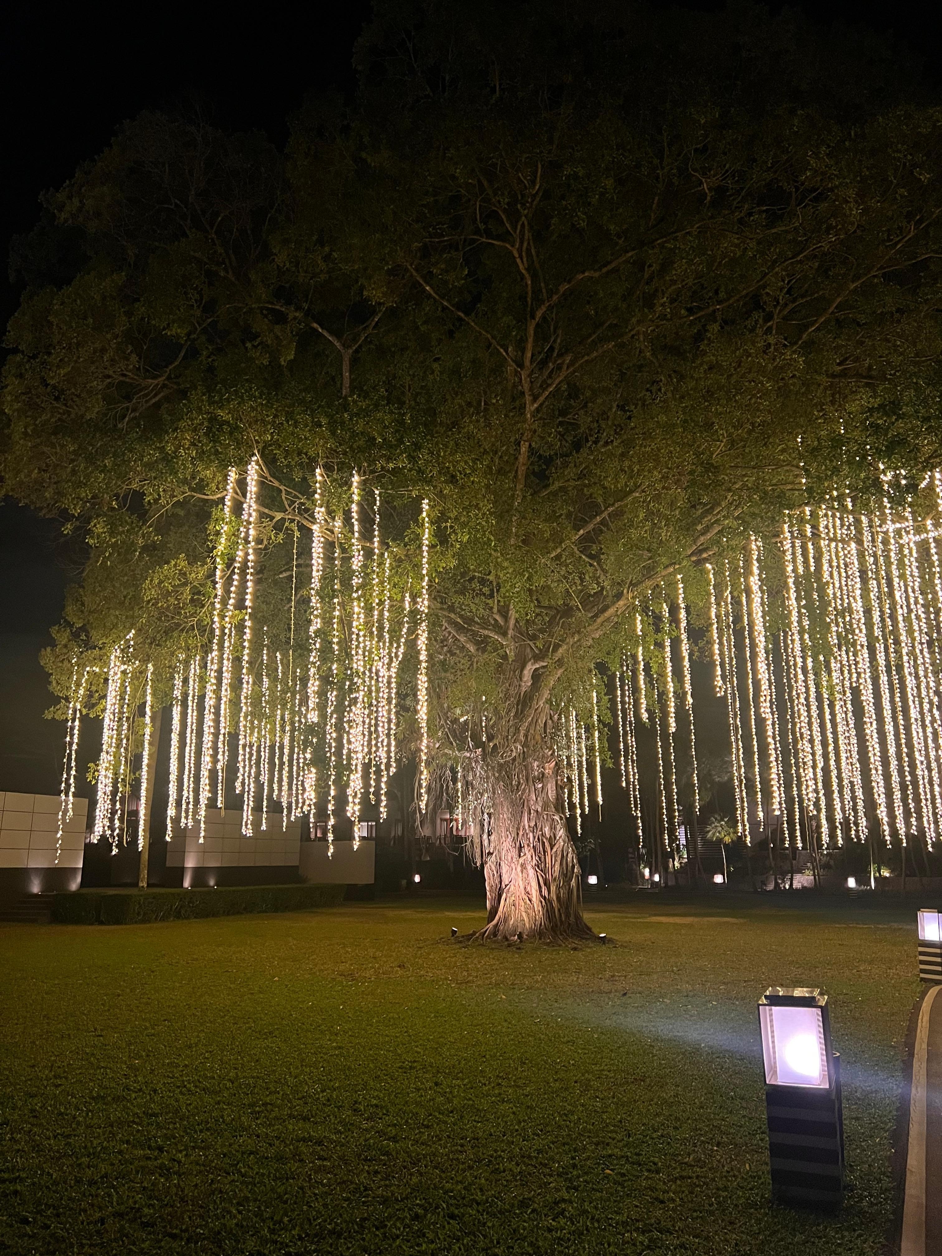 Impressive tree innhotel area with lights
